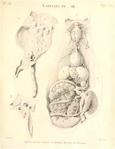 Annales du Muséum national d'histoire naturelle.