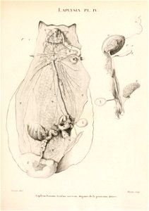 Annales du Muséum national d'histoire naturelle.