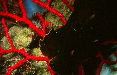 Photo de la tête de Aplysia fasciata facilement reconnaissable à la couleur marron-foncée de son corps et surtout au liséré orange.

Cette aplysie, peut se déplacer en nageant grâce à ses parapodes qu