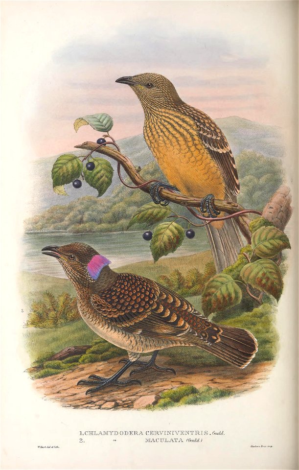 Chlamydera cerviniventris & Chlamydera maculata - Monograph of the Paradiseidae, or Birds of Paradise, and Ptilonorhynchidae, or Bower-birds. v.2 (1891-1898).