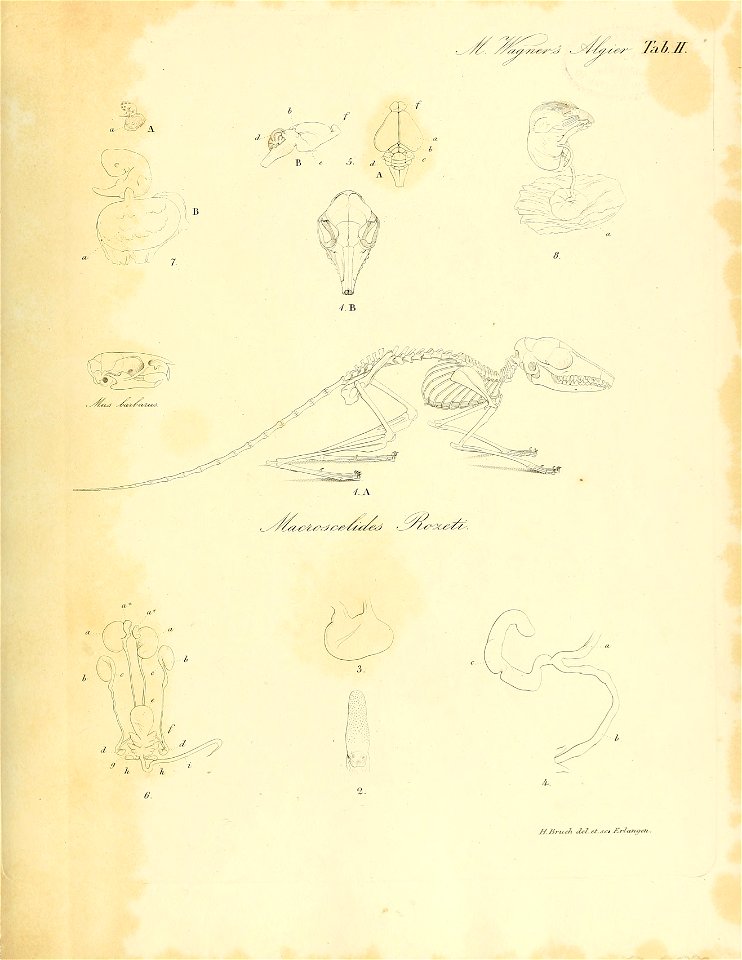 Zur Anatomie von Macroscelides Rozeti. Fig. 1. A. Das ganze Skelet in natürlicher Grösse von der Seite. 1. B der Schädel von oben. Fig. 2 die Zunge mit den Papillen. Fig. 3 der jVIagen. Fig. 4 der Bli
