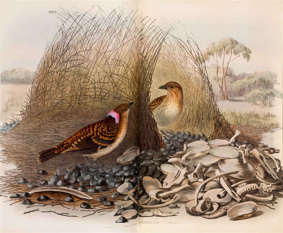 Photo of a litograph published in the book The Birds of Australia, by John & Elizabeth Gould. The volume photographed here is part of a set currently in the collections of Museums Victoria.