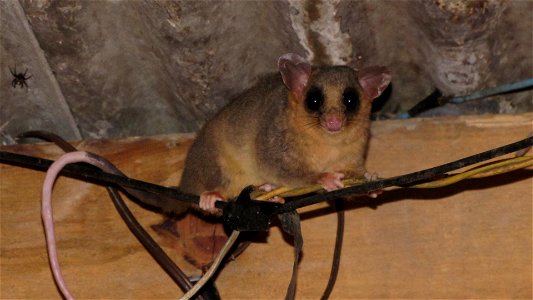 Brown Eared wooly opossum. Caluromys lanatus lanatus.  Photographed close in a shed in the woods near Nova Petrópolis, Rio Grando do Sul, Brazil