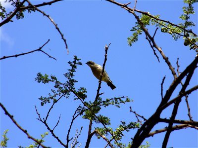 I am the originator of this photo. I hold the copyright. I release it to the public domain. This photo depicts a bird. photo