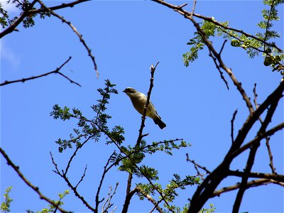 I am the originator of this photo. I hold the copyright. I release it to the public domain. This photo depicts a bird.