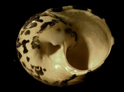 Cittarium pica (Linnaeus, 1758), a top shell from the family Turbinidae; Bahamas