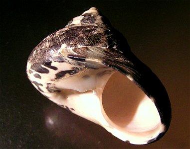 Cittarium pica (Linnaeus, 1758), a top shell from the family Turbinidae; Bahamas