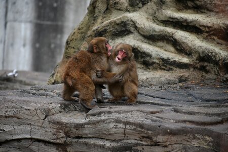 Zoo travel wild animal photo