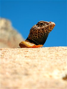 Collared lizards (Crotaphytus bicinctores) are frequently seen basking on rocks in the sparsely vegetated areas of Zion National Park. NPS Photo/Jonathan Fortner photo