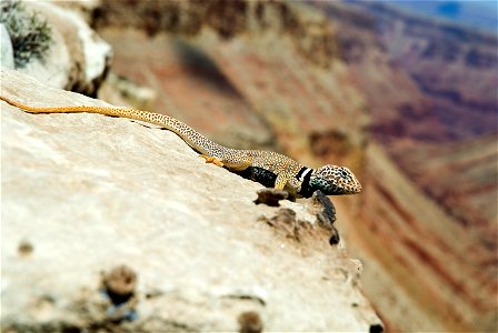 A collared lizard suns on a rock. Please give credit to: U.S. Forest Service, Southwestern Region, Kaibab National Forest. photo