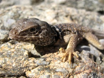 Crotaphytus bicinctores, Great Basin Collared Lizard. Caught at the Bouse Dunes, (west perimeter section, en:East Cactus Plain Wilderness Study Area) outside of Parker, Arizona while on a field trip photo