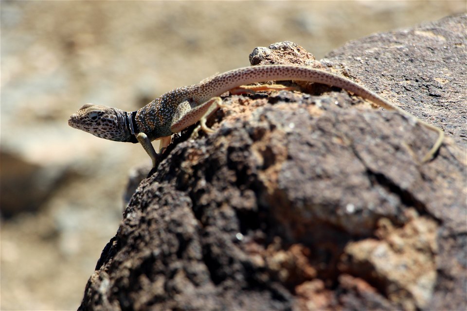 Great Basin Collared Lizard, Joshua Tree National Park. NPS/Cathy Bell