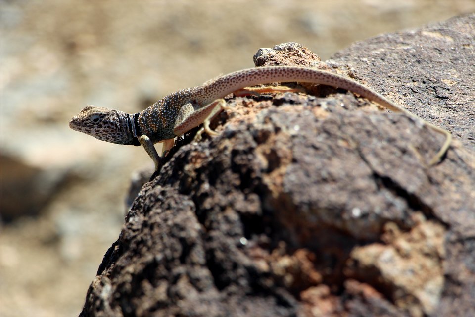 Great Basin Collared Lizard, Joshua Tree National Park. NPS/Cathy Bell photo