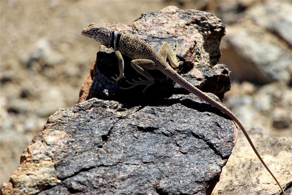 Great Basin Collared Lizard, Joshua Tree National Park. NPS/Cathy Bell photo