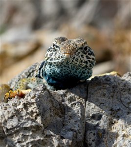 The Great Basin collared lizard (Crotaphytus Bicinctores) is found throughout much of the western U.S. The species occurs in the western half of Utah in the Great Basin in dry, rocky areas with little photo