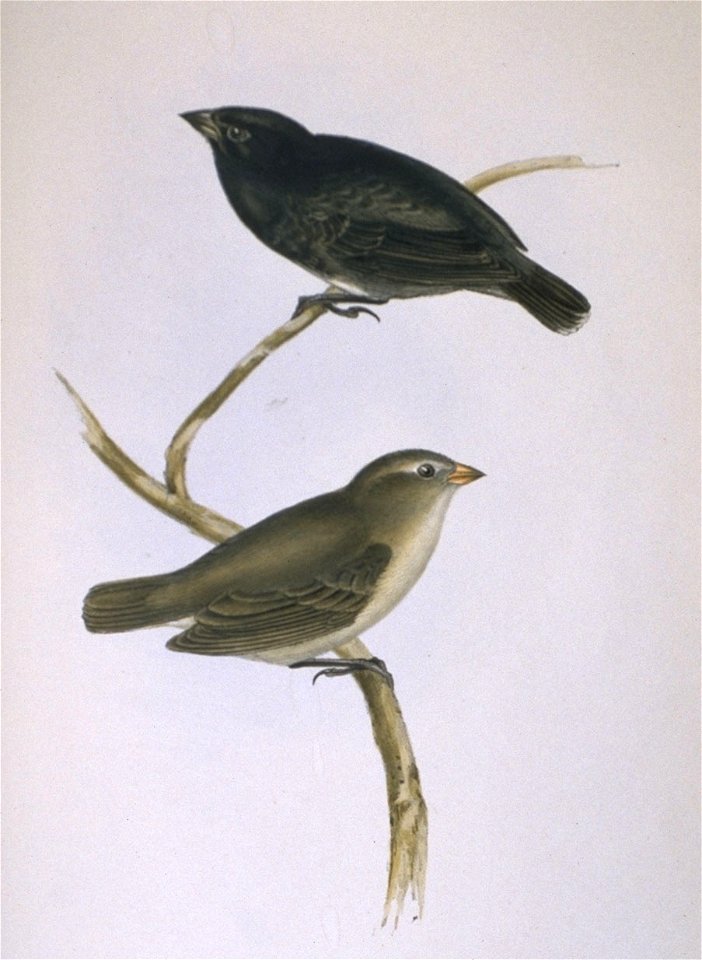 Geospiza parvula. (James’ Island, Galapagos Archipelago) from John Gould's The Zoology of the Voyage of H.M.S. Beagle. Part III: Birds. London: Smith, Elder & Co., 1841.