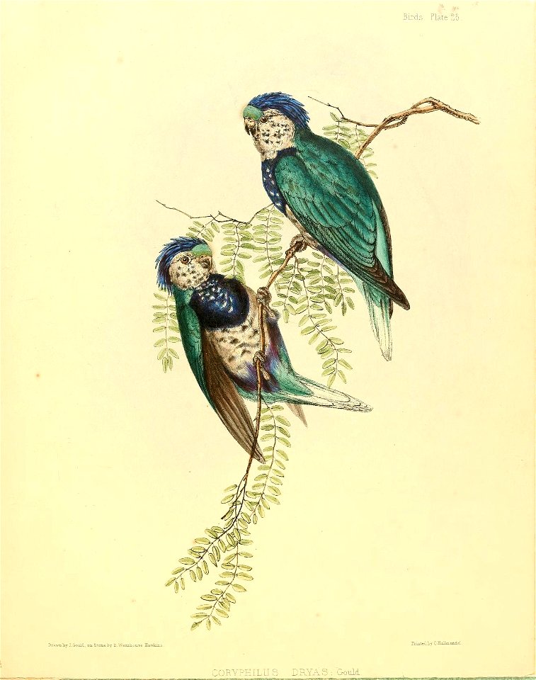 Birds. Flate 26 
Drawn Jay j.&ouid, oa STonely B.WaiErliouse Hawkins . 
Printeity CHuDmafi-iel. 

CORYPHILUS DRYAS : Gould.