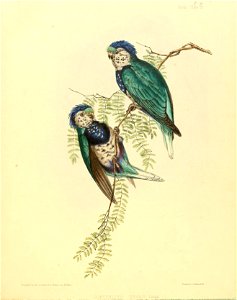 Birds. Flate 26 
Drawn Jay j.&ouid, oa STonely B.WaiErliouse Hawkins . 
Printeity CHuDmafi-iel. 

CORYPHILUS DRYAS : Gould.