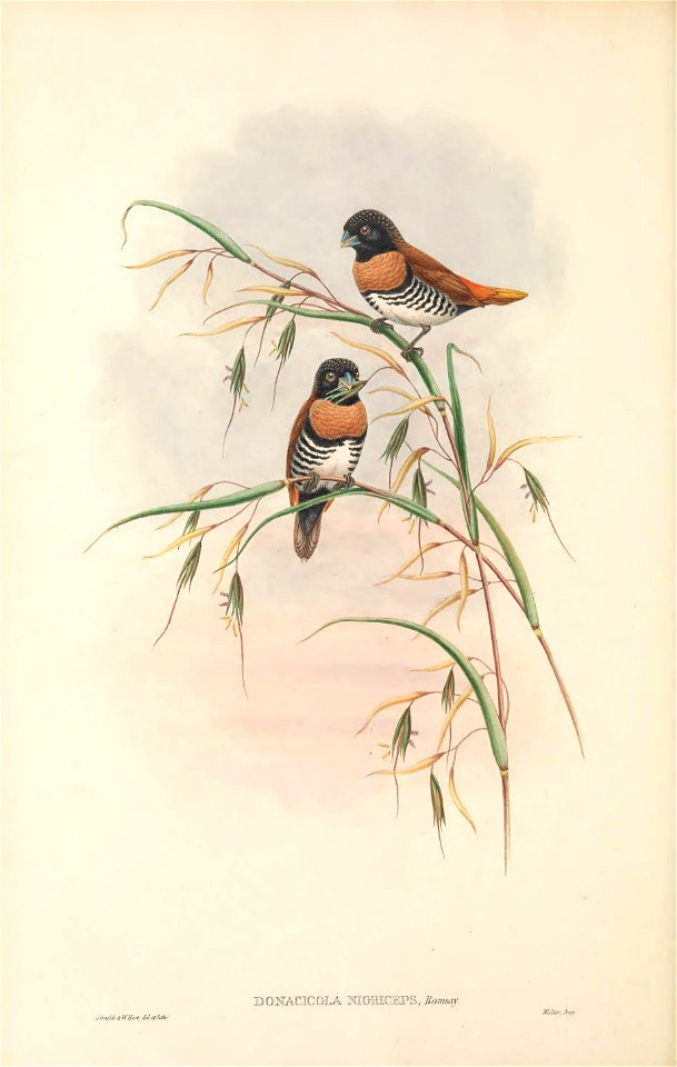 Donacola nigriceps=Lonchura castaneothorax ramsayi in The birds of New Guinea and the adjacent Papuan islands, including many new species recently discovered in Australia. v.4. (Plate 25)
