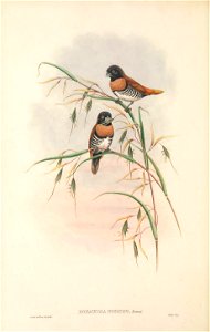 Donacola nigriceps=Lonchura castaneothorax ramsayi in The birds of New Guinea and the adjacent Papuan islands, including many new species recently discovered in Australia. v.4. (Plate 25)