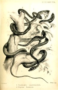 Proceedings of the Zoological Society of London Pl. XL