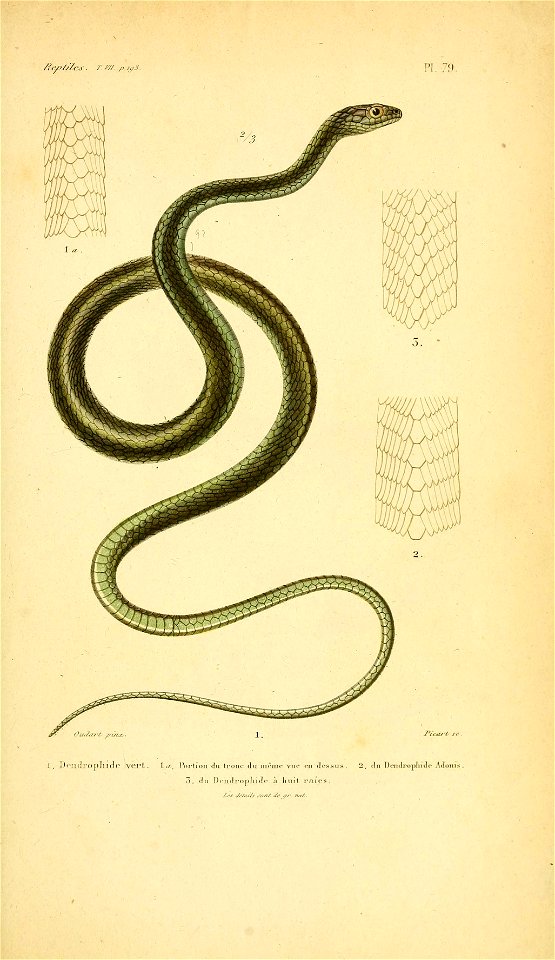 1. Chironius sp. (either C. fuscus or C. scurrulus)2. Dendrelaphis formosus3. Dendrelaphis caudolineatus