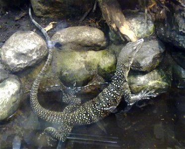 Sepik-Waran-Männchen im Terrarium des Leipziger Zoos, Oktober 2010