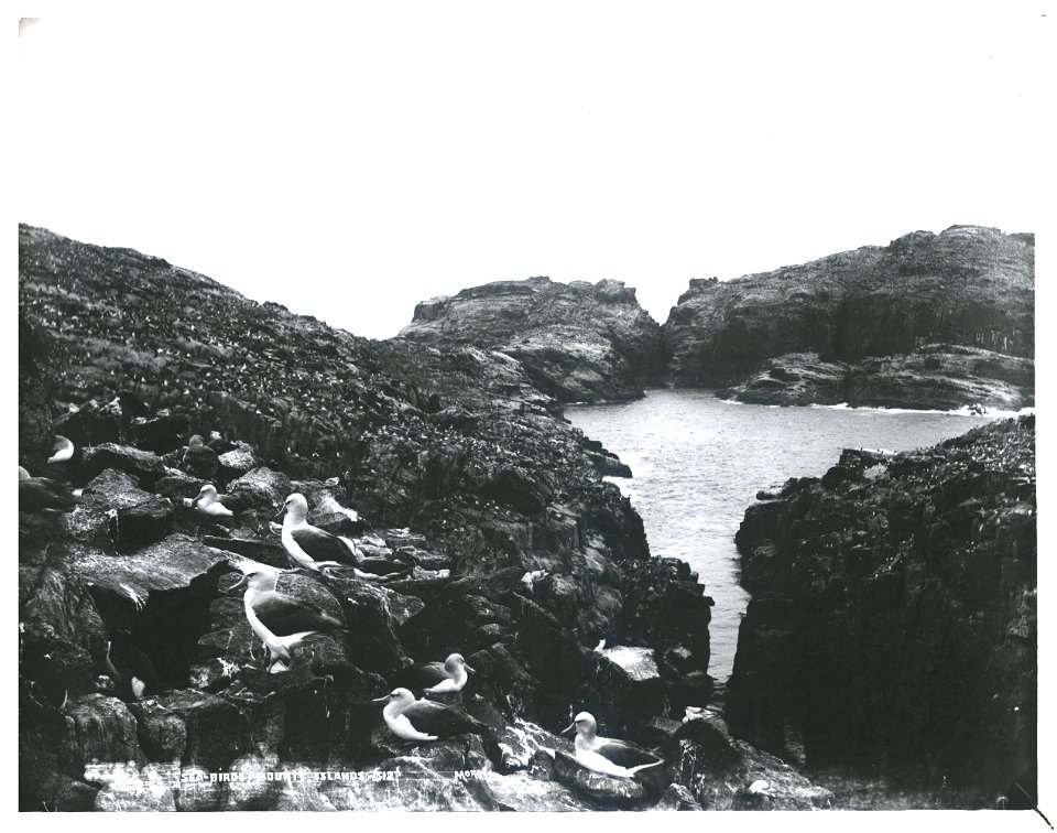 Salvin's Albatrosses (also known as Mollymawks) on Depot Island, Bounty Islands, New Zealand. This file has annotations. Move the mouse pointer over the image to see them.