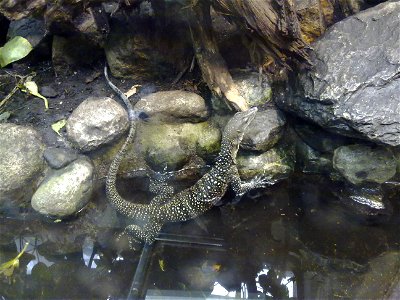 Sepik-Waran-Männchen im Terrarium des Leipziger Zoos, Oktober 2010