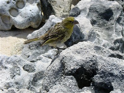 A Laysan Finch on Laysan Island
