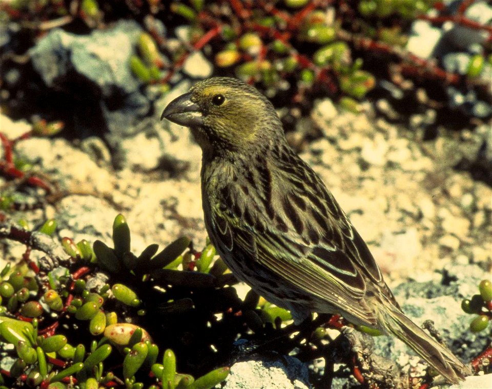 Laysan Finch (Telespiza cantans)