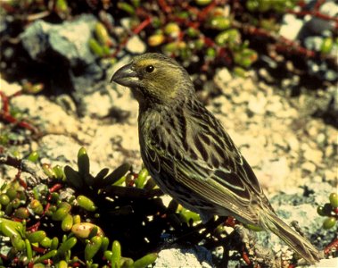 Laysan Finch (Telespiza cantans)