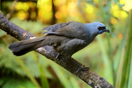North Island Kōkako perched on a branch photo