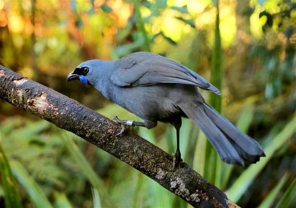 North Island Kōkako perched on a branch