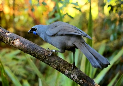 North Island Kōkako perched on a branch photo