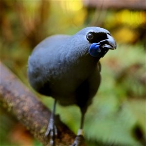 North Island Kōkako perched on a branch close-up photo
