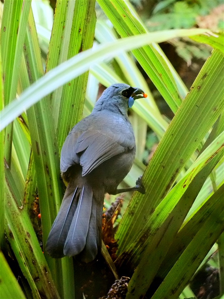 North Island Kōkako with an orange astelia berry in its beak