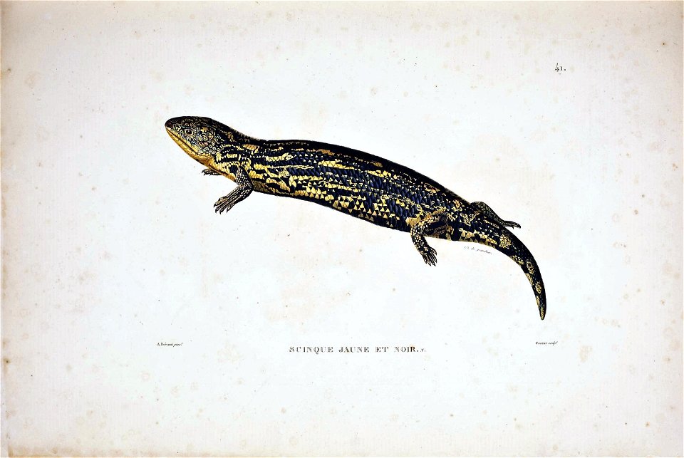 Voyage autour du monde : entrepris par ordre du roi... execute sur les corvettes de S. M. l'Uranie et la Physicienne, pendant les annees 1817, 1818, 1819 et 1820