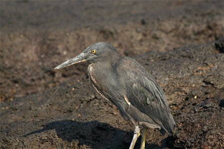 Lava heron on Santiago Island, Galapagos, taken by Tad Boniecki on 27 Feb 2007