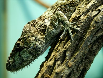 Garido's Crested Anole (Anolis barbatus)