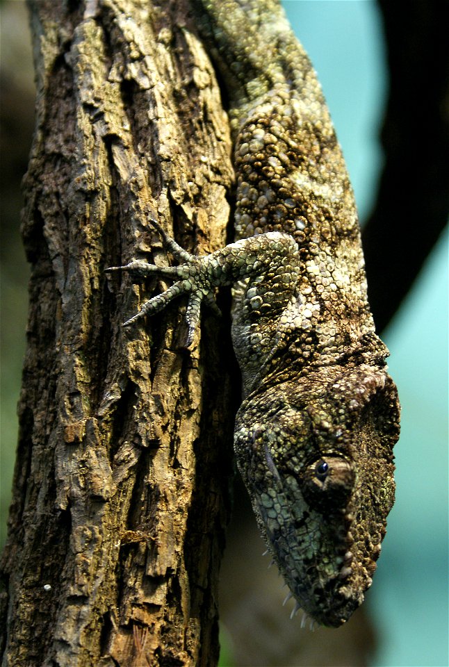 Garido's Crested Anole (Anolis barbatus)