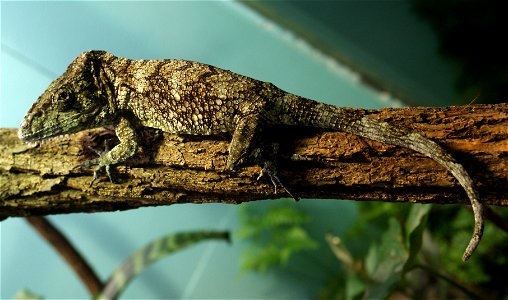 Garido's Crested Anole (Anolis barbatus)