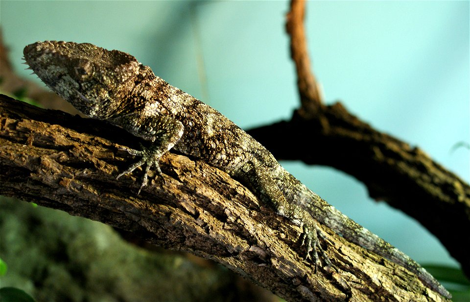 Garido's Crested Anole (Anolis barbatus)