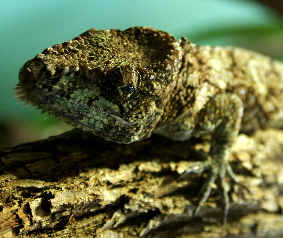 Garido's Crested Anole (Anolis barbatus)