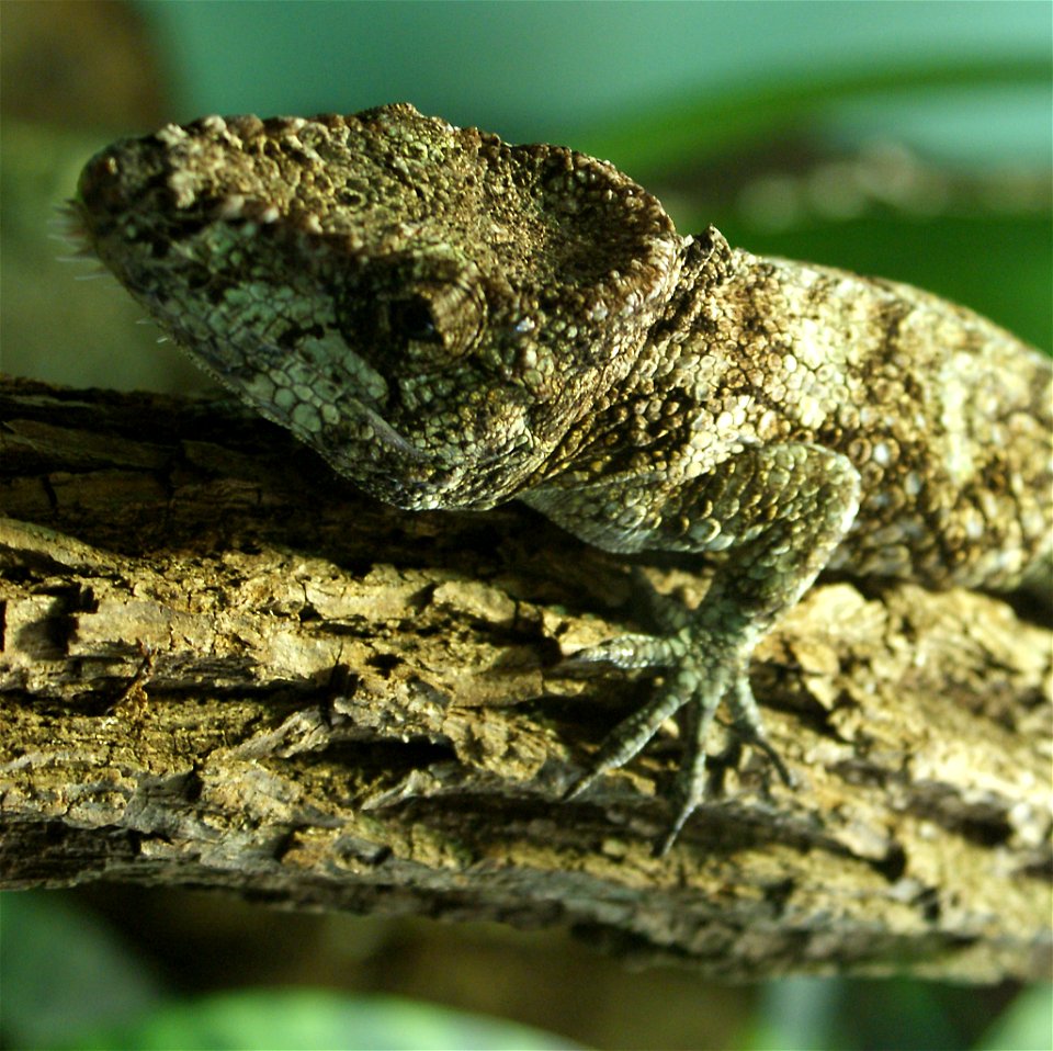Garido's Crested Anole (Anolis barbatus)
