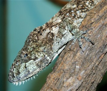 Garido's Crested Anole (Anolis barbatus)