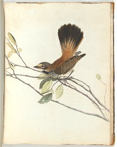 Orange rumpt flycatcher.Lewin, John. Birds of New South Wales with their natural history. Sydney: G. Howe, 1813title QS:P1476,en:"Orange rumpt flycatcher.Lewin, John. Birds of New South Wales with the