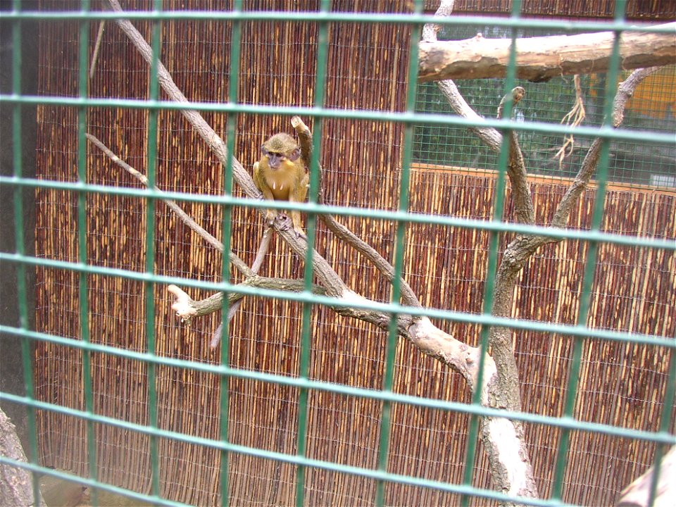 Gabon Talapoin (Northern Talapoin, Miopithecus ogouensis); Zoopark in Zájezd, Kladno District, Czech Republic.