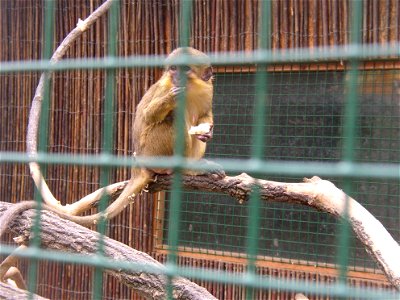 Gabon Talapoin (Northern Talapoin, Miopithecus ogouensis); Zoopark in Zájezd, Kladno District, Czech Republic.