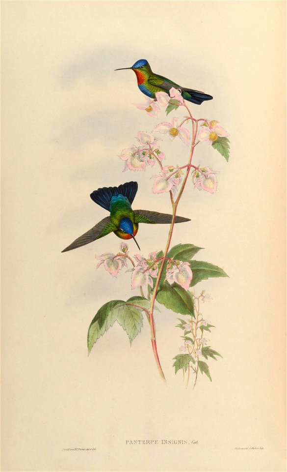 Panterpes insignis[1]